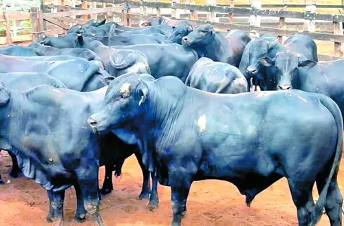 Boitel Pindorama abre mercado internacional com primeira exportação de animais hospedados