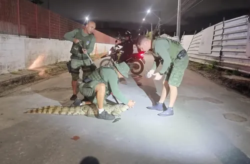 BPA resgata 105 jacarés em áreas urbanas de Alagoas
