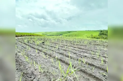 Produtores de cana afirmam que setor passa por momento crítico