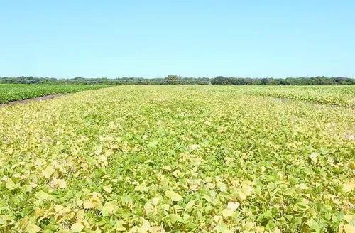 Projeto vai desenvolver bioinsumo agrícola multifuncional para diferentes culturas