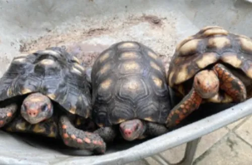 Resgates e entregas voluntárias levam 7,2 mil animais silvestres a centro gerido pelo IMA