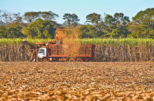 Safra de cana supera 11,2 milhões de toneladas esmagadas em Alagoas