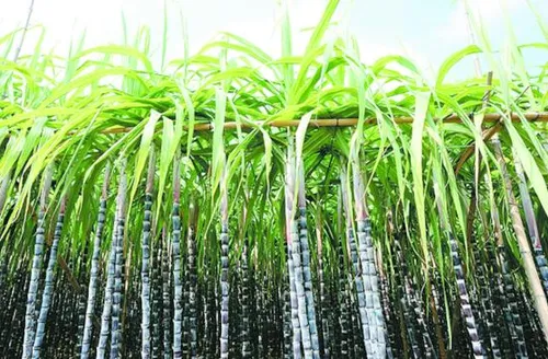 Zoneamento de risco climático da cana-de-açúcar é revisado e atualizado