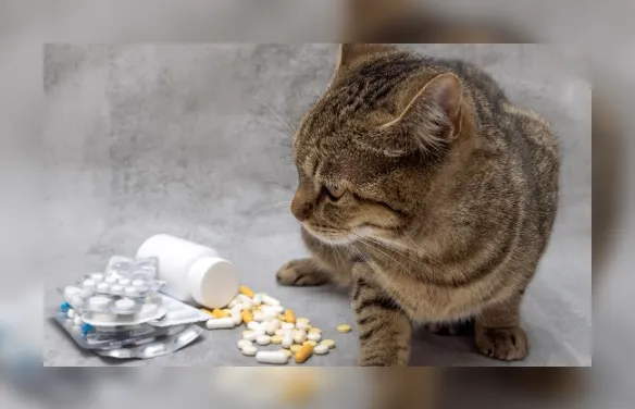 Perigo! Descubra os itens comuns em casa que são tóxicos para gatos