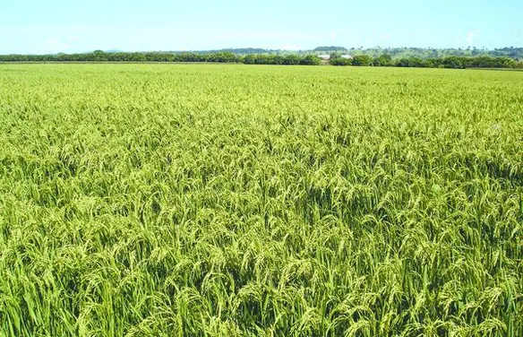 Preço do arroz cai e prejudica agricultores alagoanos