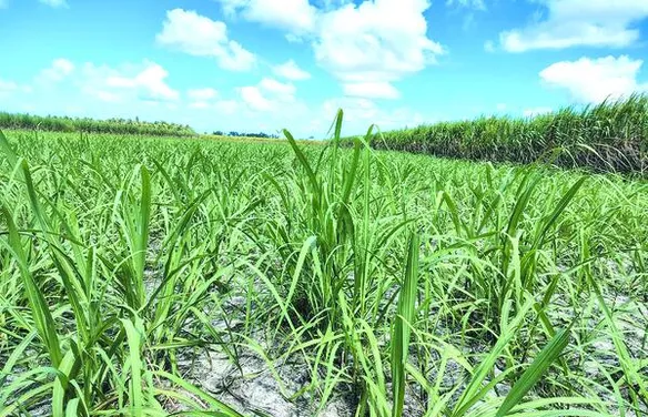 Safra de cana pode alcançar 18 milhões de toneladas com aumento na produção de etanol em Alagoas