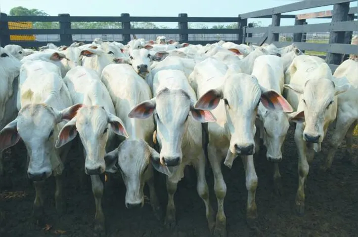 A produção de 2,97 milhões de toneladas de carcaças bovinas no 3º trimestre de 2025 representou aumento de 6,5% em relação ao mesmo trimestre do ano anterior e de 11,2% em relação ao 2º trimestre de 2025