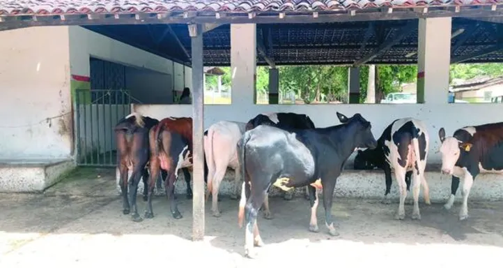 Manutenção do certificado está condicionada à realização anual de exames negativos para brucelose, sob supervisão da Adeal
