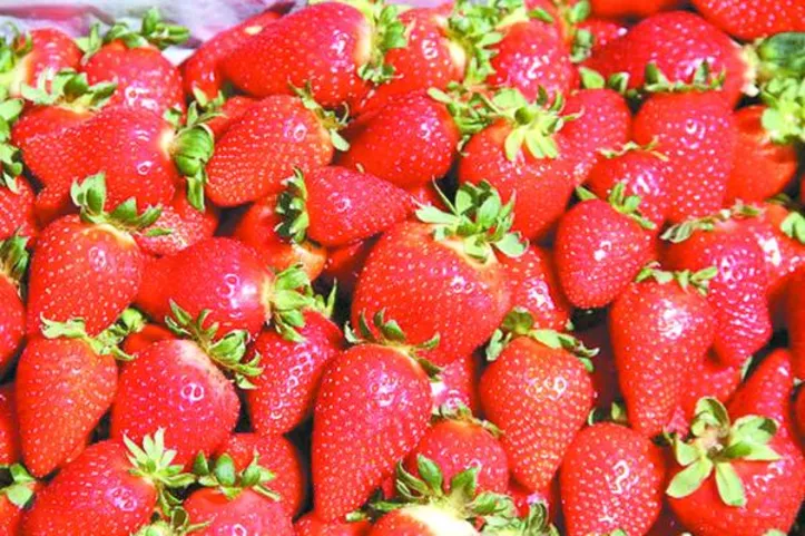 Fênix pode reduzir a dependência de cultivares estrangeiras e contribuir para a redução da importação de mudas