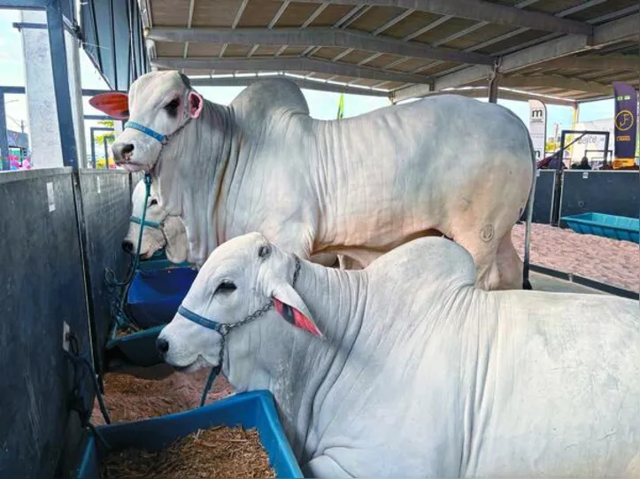 Imagem ilustrativa da imagem Governo do Estado avança nas ações para o desenvolvimento do setor agropecuário
