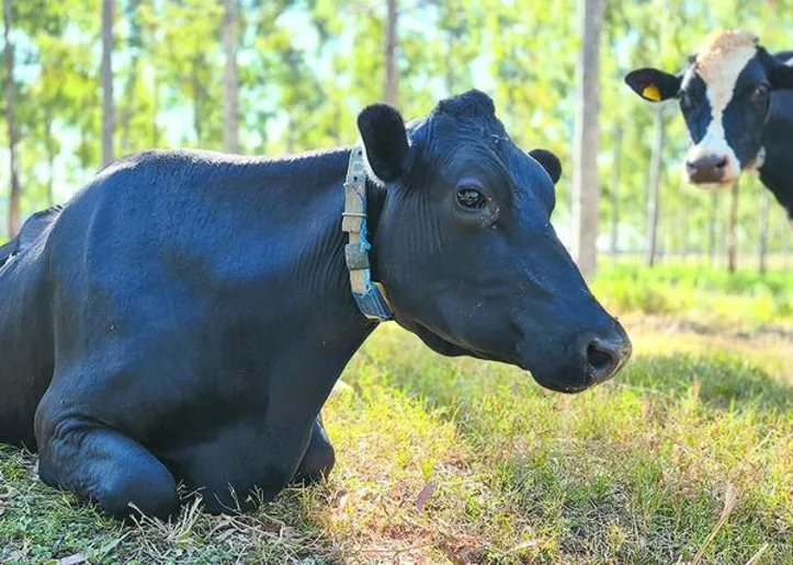 Seleção de animais superiores, otimização de dietas, oferta de água de qualidade, aprimoramento da sanidade animal e busca do bem-estar estão entre as estratégias para redução do metano na pecuária