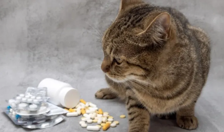 Imagem ilustrativa da imagem Perigo! Descubra os itens comuns em casa que são tóxicos para gatos