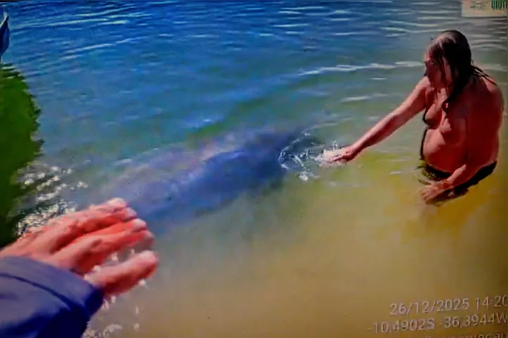 Segundo Bruno Stefanis, presidente do Instituto Biota, esses casos ocorrem por dois fatores principais: o crescimento do número de pessoas nas praias e o avanço da comunicação digital