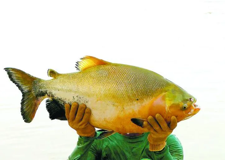 Melhorias na produção de tambaqui em tanque-rede pode contribuir para a inclusão socioprodutiva de piscicultores familiares