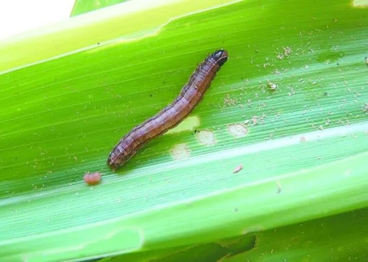 A lagarta-do-cartucho é uma das piores pragas agrícolas e atinge mais de 200 culturas de importância socioeconômica