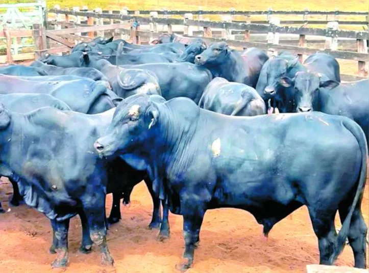 Bovinos hospedados no Boitel Pindorama foram exportados para a Turquia a partir do porto de Belém