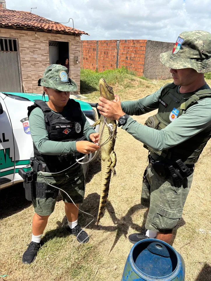 Resgates de jacarés aumentam e revelam impacto ambiental em Maceió