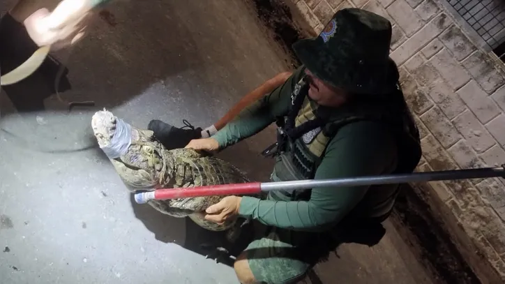 Jacarés surgem em bairros de Maceió e mobilizam resgates ambientais