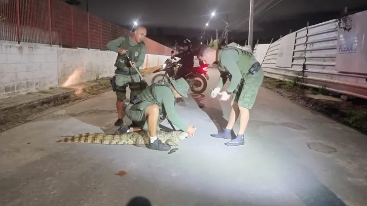 Com mais resgates, presença de jacarés preocupa moradores de Maceió