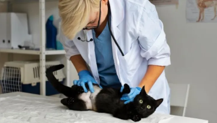 Imagem ilustrativa da imagem Descubra exames e cuidados mais comuns que os pets podem precisar