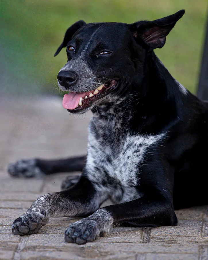 Sem dono, mas nunca sozinho, Pace fez da orla sua casa