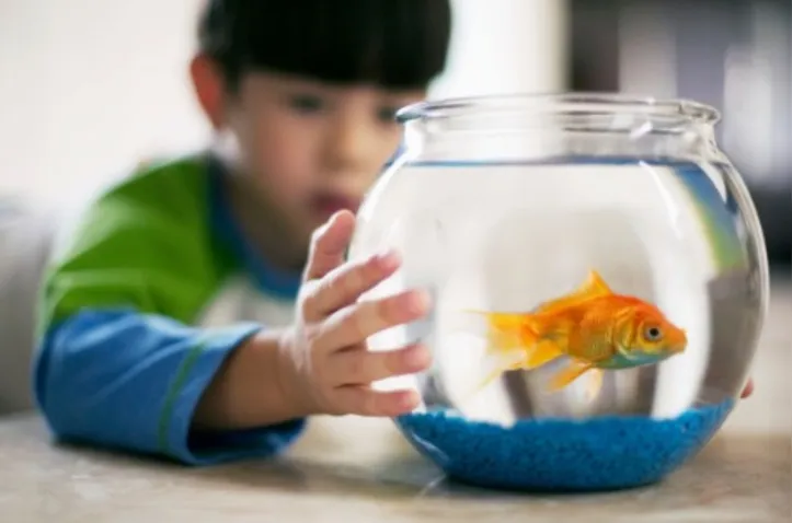 Ao adotar um peixe, é preciso estar atento aos cuidados necessários