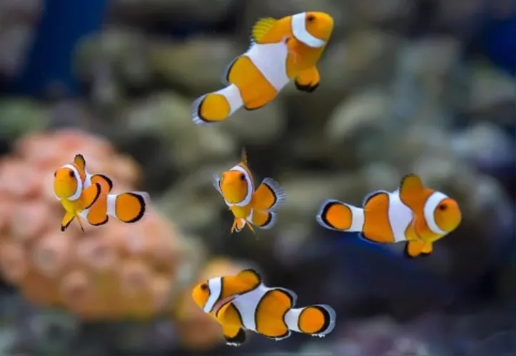 Cuidar de peixes exige mais cuidados do que parece