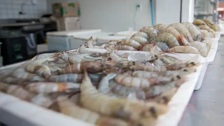 Entre 2020 e 2024, produção de camarão em Alagoas cresceu 60%