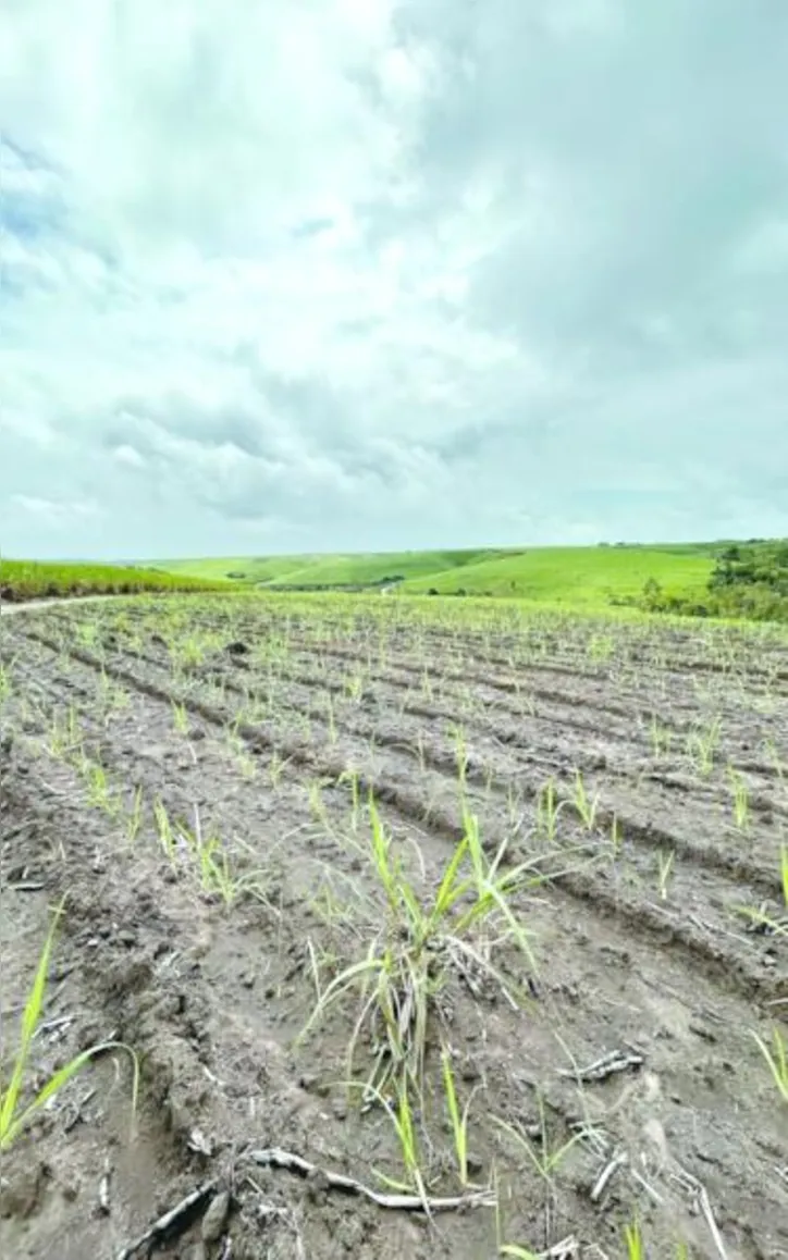 Diante das dificuldades, fornecedores vivem dilema para conseguir manter os canaviais e executar os tratos culturais da plantação