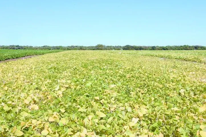 Imagem ilustrativa da imagem Projeto vai desenvolver bioinsumo agrícola multifuncional para diferentes culturas