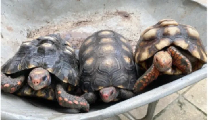 Jabutis representam 50% do grupo de répteis resgatados