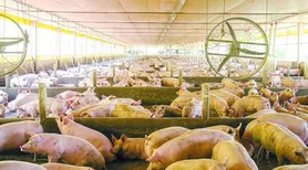 Nova plataforma integra vigilância sanitária e análise de risco de doenças suínas