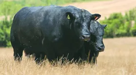 Novo selo vai impulsionar o mercado de carnes premium no Brasil