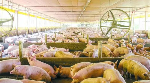 Nova plataforma integra vigilância sanitária e análise de risco de doenças suínas - Imagem