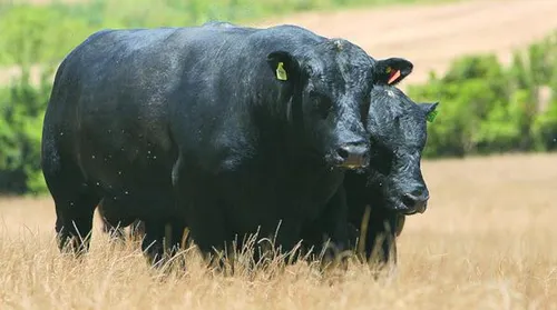 Novo selo vai impulsionar o mercado de carnes premium no Brasil - Imagem