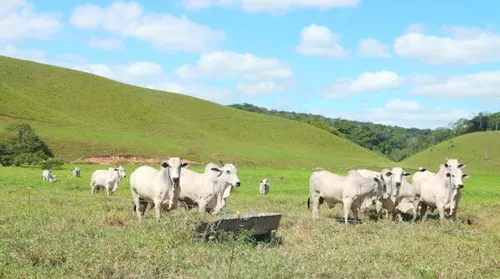 PASTEJO ULTRA-ADENSADO CONQUISTA ESPAÇO EM ALAGOAS - Imagem