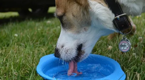 Verão: por que o calor extremo é uma ameaça para os pets? - Imagem