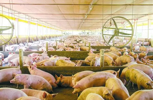 Nova plataforma integra vigilância sanitária e análise de risco de doenças suínas