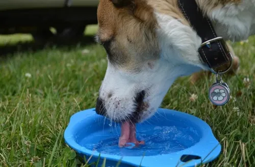 Verão: por que o calor extremo é uma ameaça para os pets?