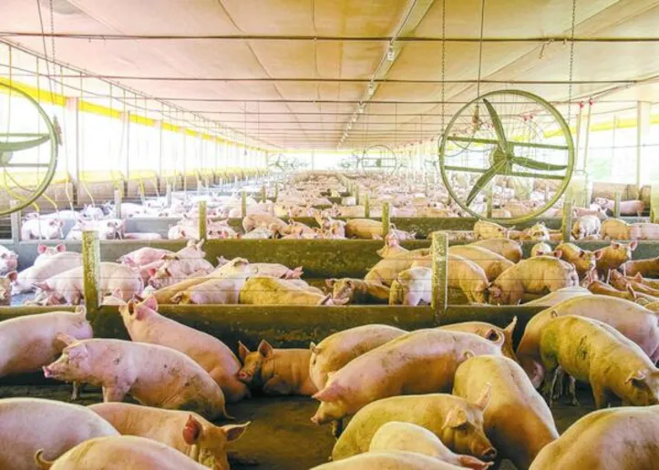 O foco na espécie suína se deve à sua suscetibilidade a vírus de aves e humanos com potencial pandêmico, como a influenza