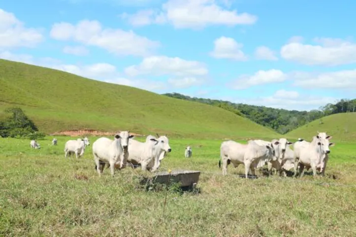 Grupo de animais passa, em média, de 12 a 24 horas em uma determinada área cercada pastando
