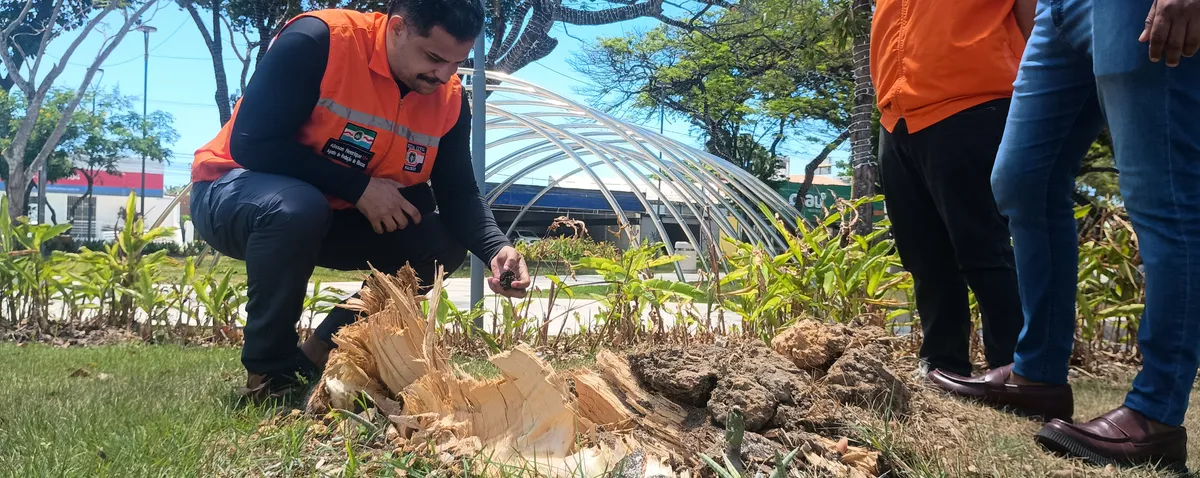 Drones e mapeamento 3D passam a monitorar arborização urbana em Maceió