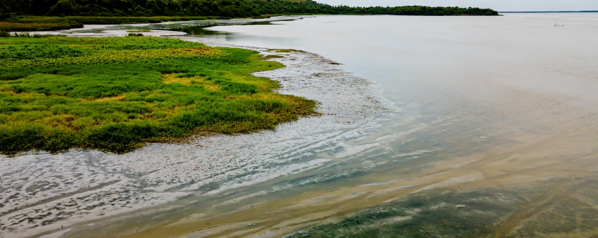 Entre a lama e o abandono: a crise ambiental da Lagoa Mundaú