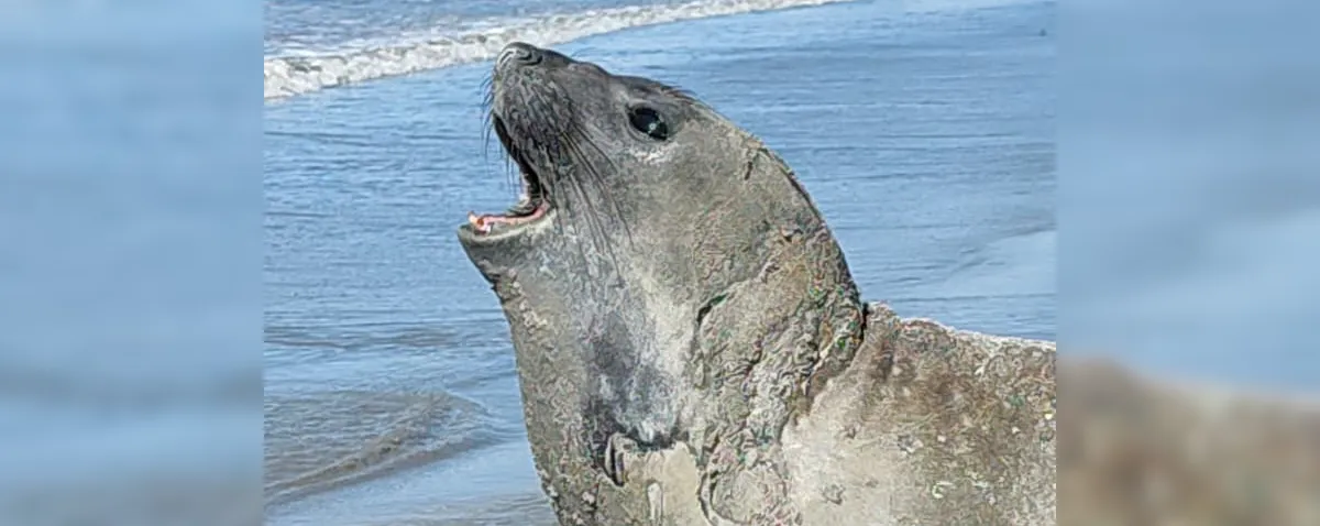 ‘Leôncio’: elefante-marinho foi abatido com sinais de agressão, aponta Biota
