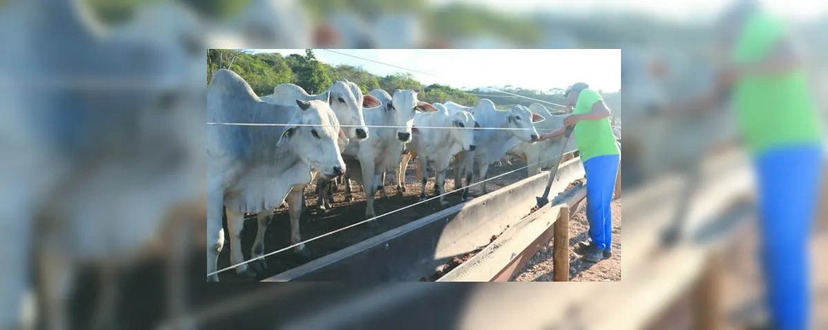 Reação da arroba reacende expectativas na pecuária