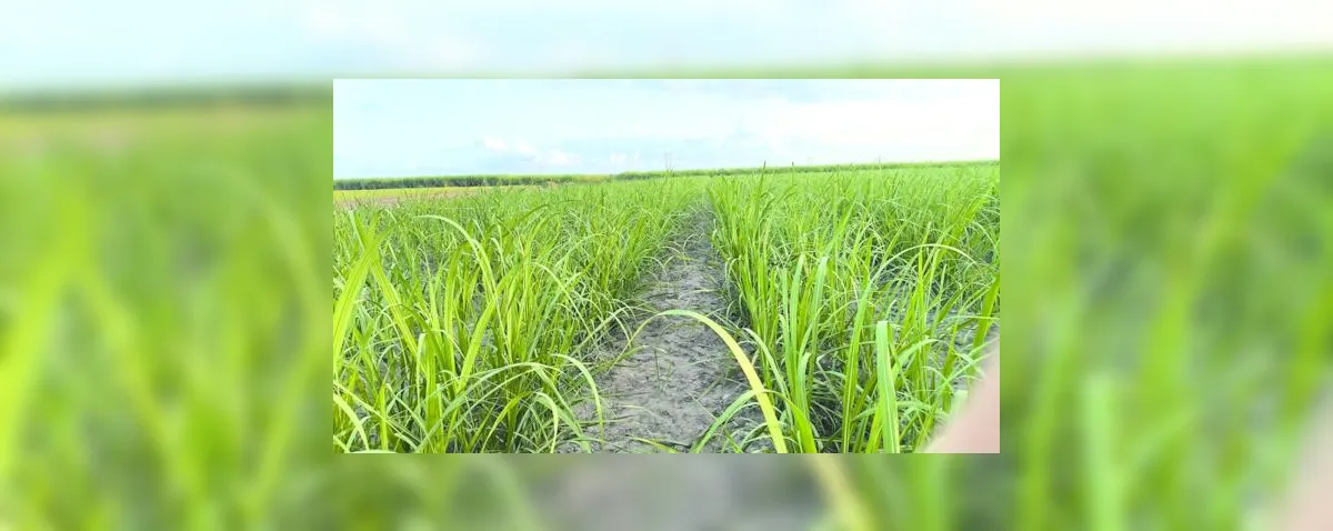 Variedades RB ocupam mais de 55% da área de cultivo de cana no Brasil