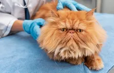 Gripe felina: vacina evita cegueira e sequelas crônicas em gatos