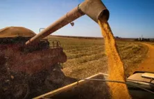 Safra alagoana de grãos deve somar 164,8 mil toneladas