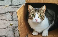 Seu gato se interessa por objetos aleatórios? Entenda o comportamento