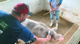 CNA defende ações estruturantes para erradicação da Peste Suína Clássica